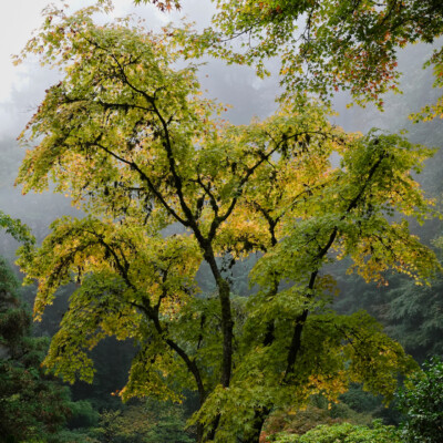 Japanese Garden, Oct.24, 2024