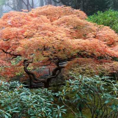 Japanese Garden, Oct.24, 2024