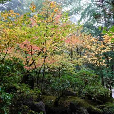 Japanese Garden, Oct.24, 2024