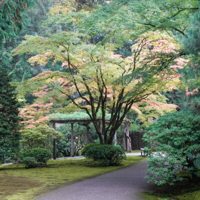 Japanese Garden, Oct.24, 2024