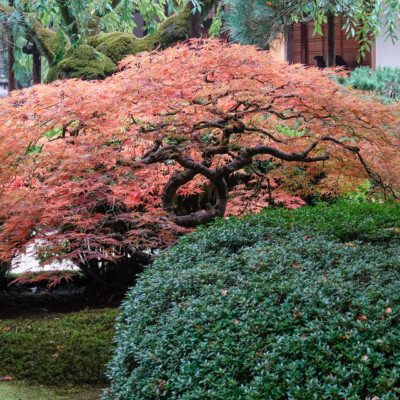 Japanese Garden, Oct.24, 2024