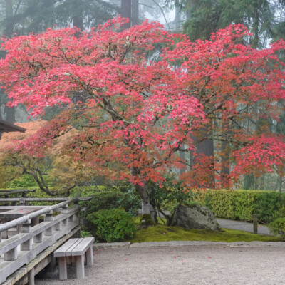 Japanese Garden, Oct.24, 2024