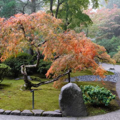 Japanese Garden, Oct.24, 2024