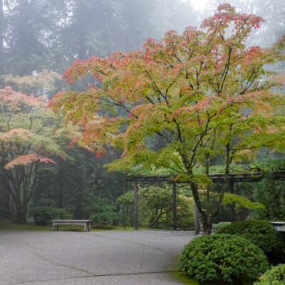 Japanese Garden, Oct.24, 2024