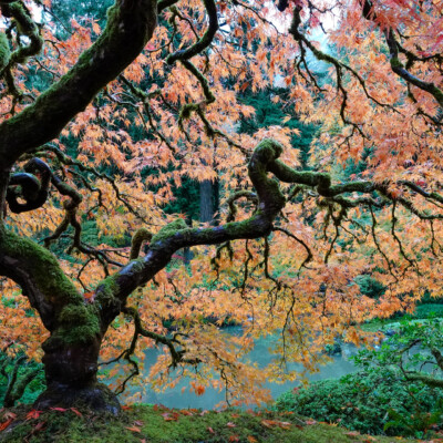 Japanese Garden, Oct.31, 2024