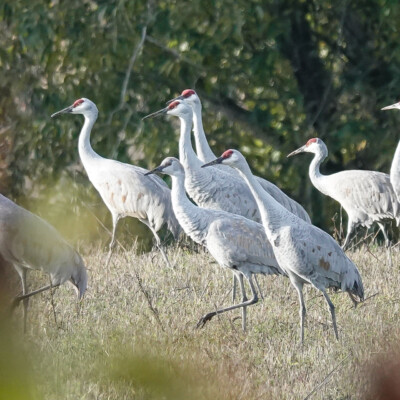 Sandhill Cranes, at the Vancouver Lake Lowlands, Fall, 2024.