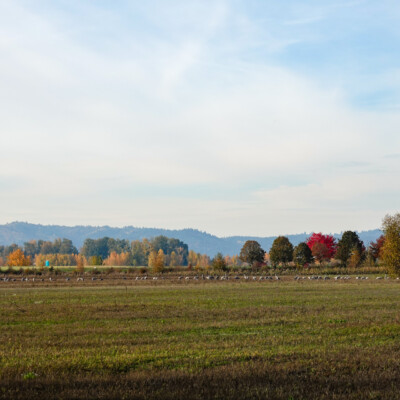 Sandhills Cranes grazing in the Columbia Land Trust wintering habitat, at the Vancouver Lake Lowlands, Fall, 2024. Sandhills Cranes grazing in the Columbia Land Trust wintering habitat.