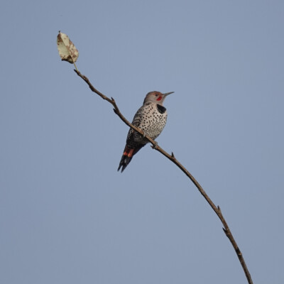 Northern Flicker, at the Vancouver Lake Lowlands, Fall, 2024.