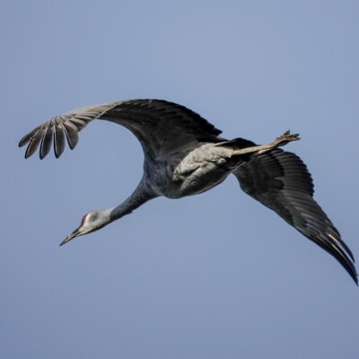 Sandhill Crane in flight, at the Vancouver Lake Lowlands, Fall, 2024.
