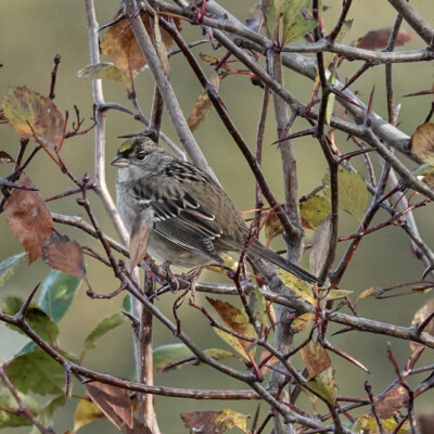 Golden Crowned Sparros, at the Vancouver Lake Lowlands, Fall, 2024.