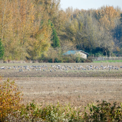 Sandhills Cranes grazing in the Columbia Land Trust wintering habitat, at the Vancouver Lake Lowlands, Fall, 2024.
