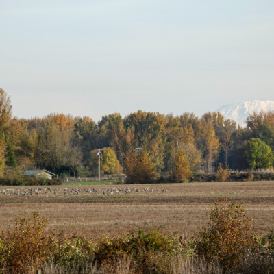Sandhills Cranes grazing in the Columbia Land Trust wintering habitat with Mt. St. Helens in the background, at the Vancouver Lake Lowlands, Fall, 2024. Mt. St. Helens behind the grazing area.
