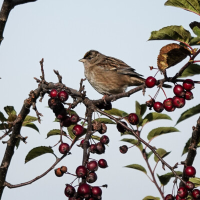 Sparrow and red berries, at the Vancouver Lake Lowlands, Fall, 2024.