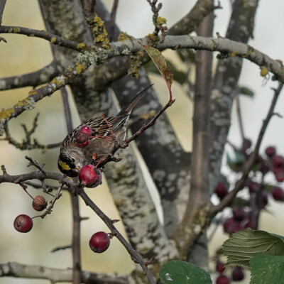 Sparrow and red berries, at the Vancouver Lake Lowlands, Fall, 2024.
