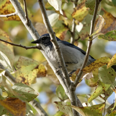 Scrub Jay, at the Vancouver Lake Lowlands, Fall, 2024. A Scrub Jay among the yellow leaves.