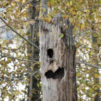 Jack-o-lantern tree stump, at the Vancouver Lake Lowlands, Fall, 2024. In honor of Halloween, or the election, a scary jack-o-lantern tree stump.