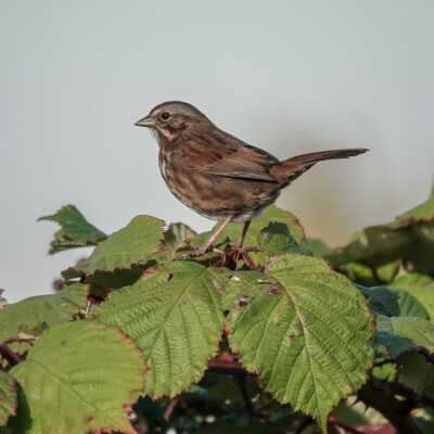 Sparrow, at the Vancouver Lake Lowlands, Fall, 2024. Sparrow atop some blackberry bramble.