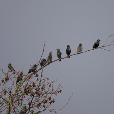 A row of Starlings on a tree branch, near Manzanita, OR, Winter 2024-25.