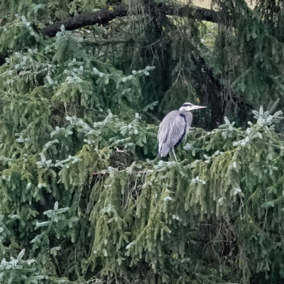 A Blue Heron escaped to a branch over the far side of the river after we got too close,  near Manzanita, OR, Winter 2024-25.