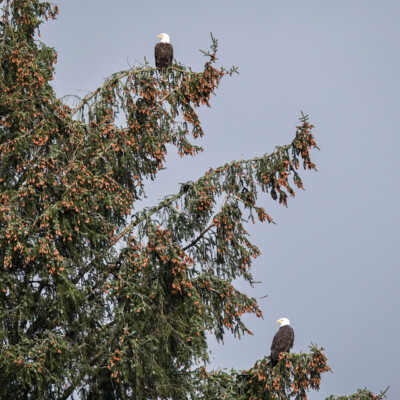 Two Bald Eagles in a tree,  near Manzanita, OR, Winter 2024-25.