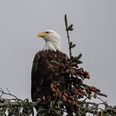 A Bald Eagle in a tree near Manzanita, OR, Winter 2024-25.