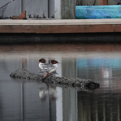 Common Mergansers on the far shore of the river, near Manzanita, OR.