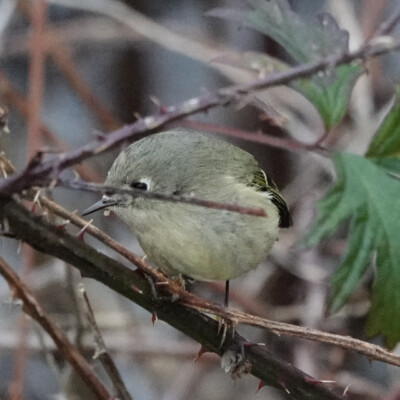 Ruby-crowned Kinglet in the bushes, near Manzanita, OR.
