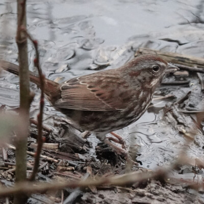 A Song Sparrow finding seeds on the riverbed, near Manzanita, OR.