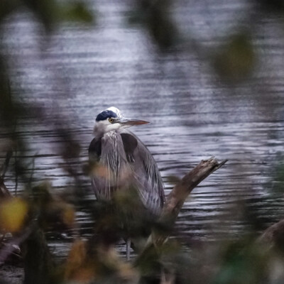 Playing peek-a-boo with a Blue Heron along the Nehalem River near Manzanita, OR.