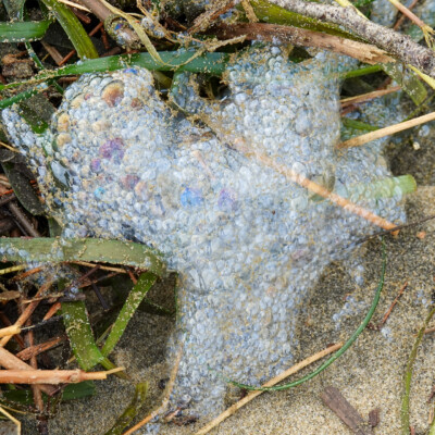 Beach foam at Manzanita Beach, OR