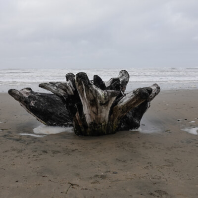 King Tides brought in this sizable chunk of driftwood, at Manzanita Beach, Oregon.