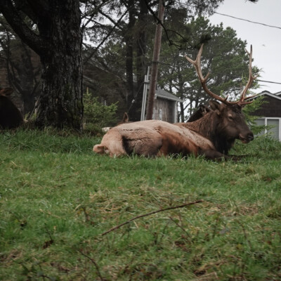 Elk, in a grassy stretch along US 101, near Cannon Beach, Oregon.