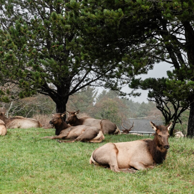 Elk, assembling for a tsunami as directed, along US101 near Cannon Beach, OR.
