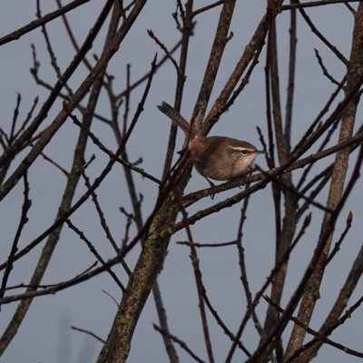 Bewick's Wren, Fernhill Wetlands, January 2025 Bewick's Wren