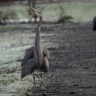 A Great Blue Heron struttin' his stuff...