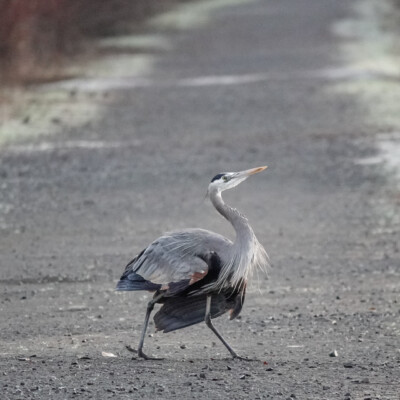Heron Strut, Fernhill Wetlands, January 2025 The observer was unimpressed