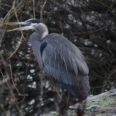 Great Blue Heron, Fernhill Wetlands, January 2025 Laughing Heron