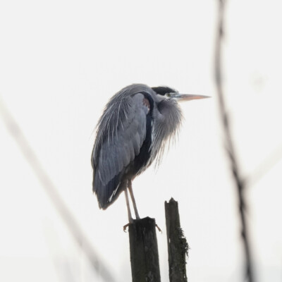 Great Blue Heron, Fernhill Wetlands, January 2025