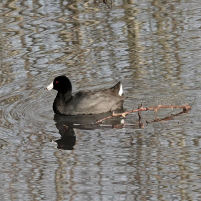 Coot, Fernhill Wetlands, January 2025 Coot