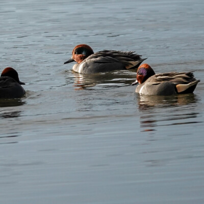 Green-winged Teal, Fernhill Wetlands, Winter 2024-25