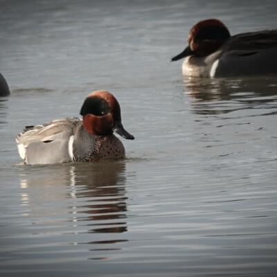 Green-winged Teal, Fernhill Wetlands, January 2025 Green-winged Teal