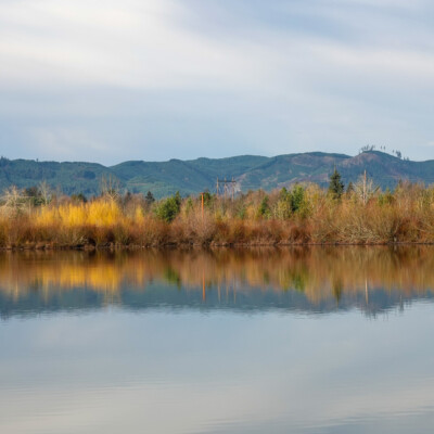 Fernhill Wetlands, January 2025