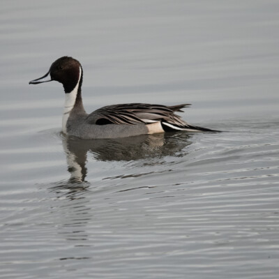Pintail, Fernhill Wetlands, January 2025