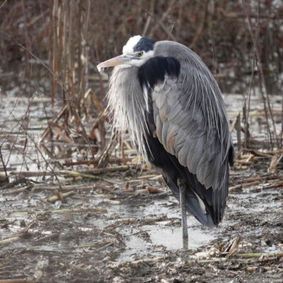 Great Blue Heron, Fernhill Wetlands, January 2025