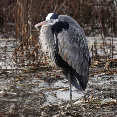 Great Blue Heron, Fernhill Wetlands, January 2025