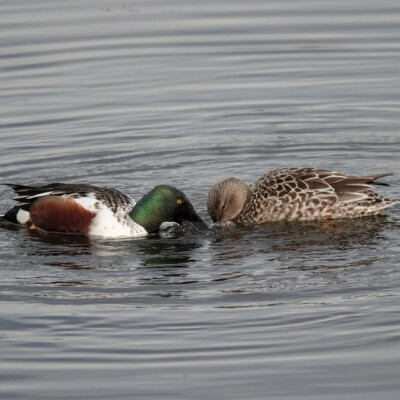 Mallards, swimming in a tight circle