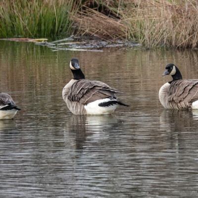 The Cackling Goose Gang checking me out