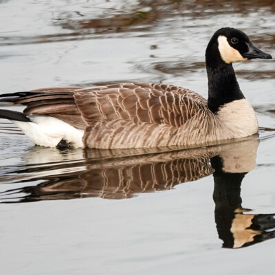 Cackling Goose,Fernhill Wetlands, January 2025