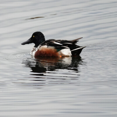 Northern Shoveler, Fernhill Wetlands, January 2025