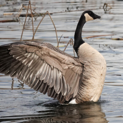 Cackling Goose, Fernhill Wetlands, January 2025